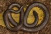 Identifying venomous snakes: How hard can it be? - Africa Geographic