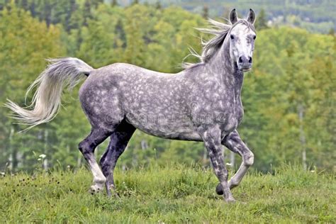 186 Dapple Grey Arabian Horse Stock Photos - Free & Royalty-Free Stock ...