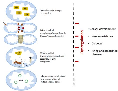 Mitochondria are key organelles in cellular homeostasis and physiology ...