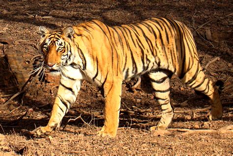 File:Tiger in Ranthambhore.jpg - Wikipedia