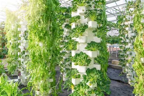 Ways in Which Vertical Farming Can Benefit Our Environment | Earth.Org