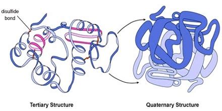 About Globular Proteins - Assignment Point