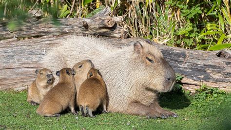 VIDEO: You Flirty Rats: Capybara Couple Give Birth To…