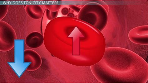 Hypotonic Solution | Definition, Diagram & Examples - Lesson | Study.com