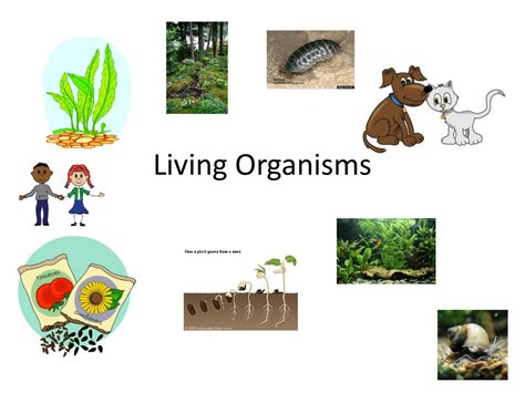 Living Organisms