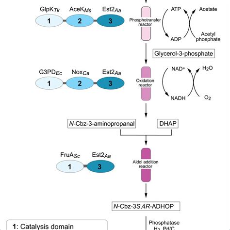 Biocatalyst and reactor design of enzymes that retain and regenerate... | Download Scientific ...