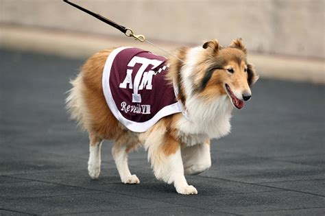 Texas A&M mascot Reveille VIII