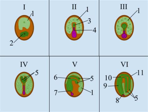 Plant Embryogenesis | Encyclopedia MDPI