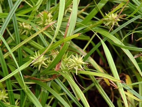 Carex grayi (Gray's sedge): Go Botany