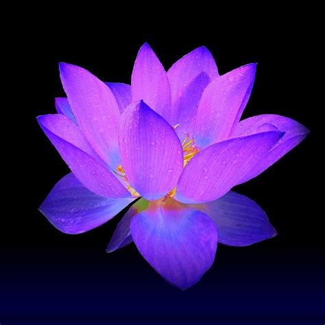 Evening Purple Lotus Painting by David Dehner