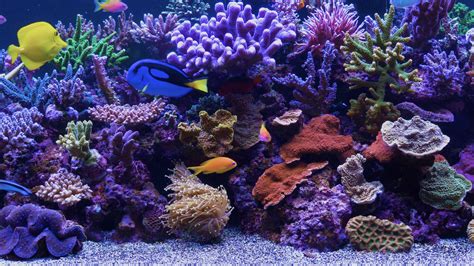 Uscenes creates amazing 4K TV screensavers like this marine aquarium. Download beautiful ...