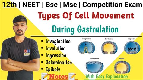 Types Of Cell Movement During Gastrulation || Emboly & Epiboly || By ...