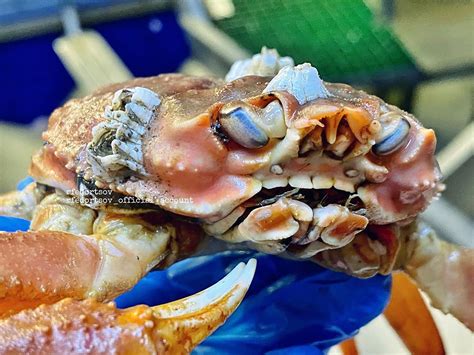 Crab with human teeth shocks: 'Mother nature did her best'