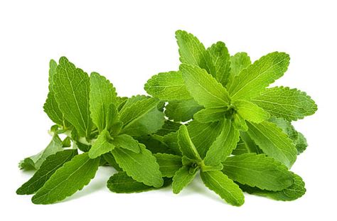 Stevia Leaf Stock Photos, Pictures & Royalty-Free Images - iStock