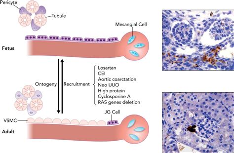 Novel Functions of Renin Precursors in Homeostasis and Disease | Physiology