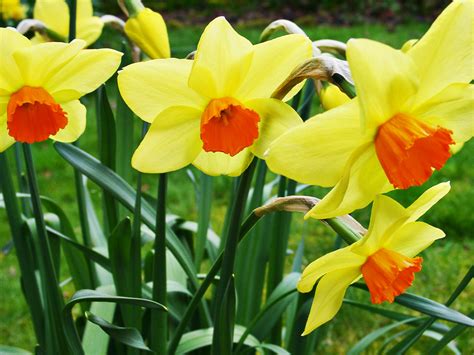 File:03270001 Welsh Daffodils.jpg