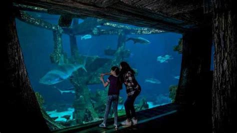 Las Vegas: Shark Reef Aquarium & VR Experience Ingresso | GetYourGuide