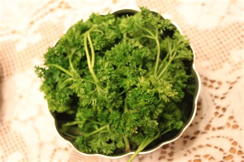 cilantro: bitter herbs for Passover | creative.for.Christ | Flickr