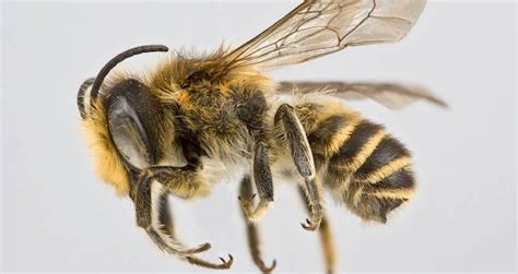 The World's Biggest Bee Has Been Rediscovered After Nearly 40 Years