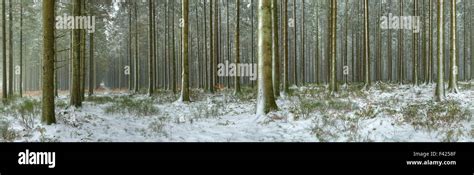 Trees in winter ardennes hi-res stock photography and images - Alamy