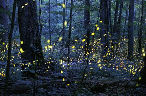 Synchronous Fireflies Smoky Mountains 2024 Date - Meara Valaree