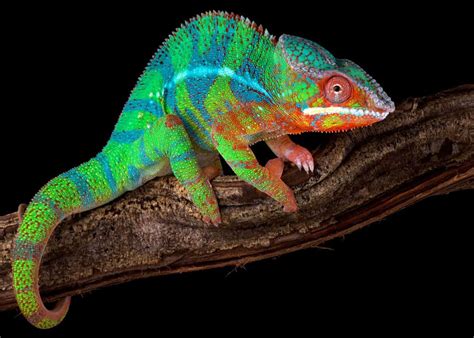 35 Most Colorful Animals in the World (Mammals, Birds, Insects, Reptiles...) | Animals, Colorful ...