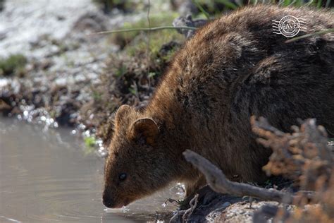 Wildlife Watching in Australia | Where to see wildlife!!