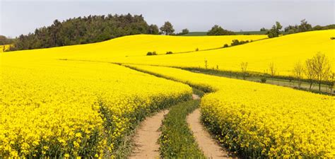 China Rapeseed—to Change or Wither Away