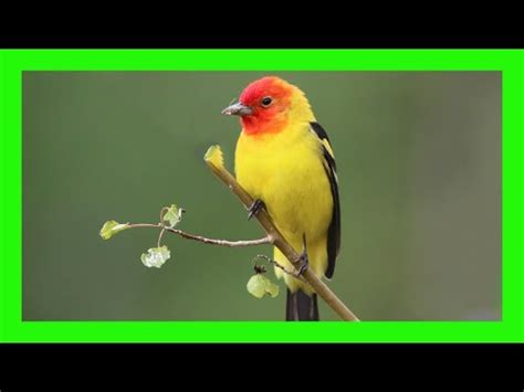 Western Tanager Song! Western Tanager Call! Voice! - Tangará Aliblanca Canto - Piranga ...