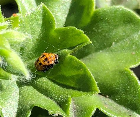 Northshorewoman Ladybug Cluster