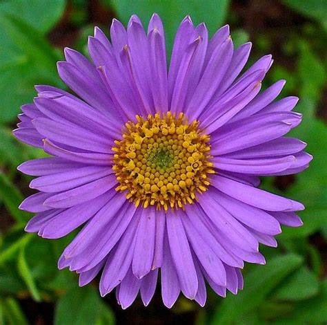 Asters, also known as Michaelmas daisies, are perennial flowers that bloom in late summer and ...