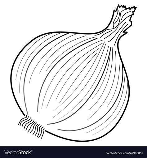 Garlic Royalty Free Vector Image - VectorStock