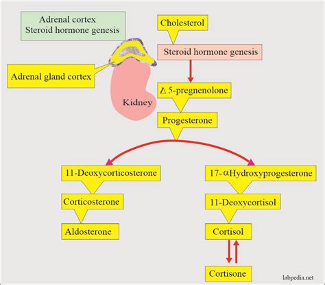 Adrenal Gland Hormones Interpretation, (Cortisol and Aldosterone ...