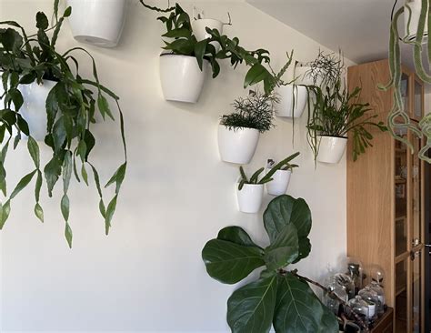 How To Hang Plants From The Ceiling Without Drilling | Shelly Lighting