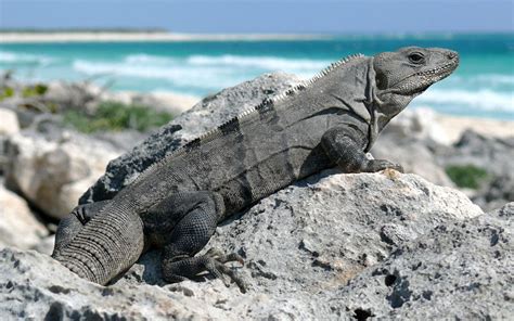 Iguana Invasion - Exotic Pets Gone Wild in Florida - Iguanas and Lizards