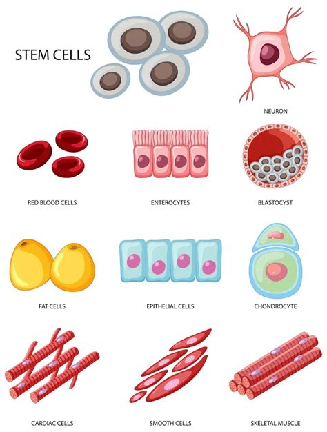 Animal Cells