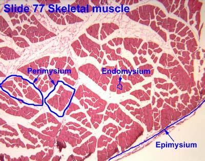 endomysium: surrounds individual muscle fibers vs perimysium: surrounds fascicles of muscle ...