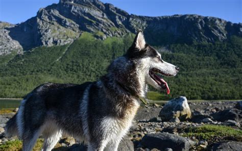 9 Great Tips For Taking Your Dog On Vacation - Bucket List Adventures Guide