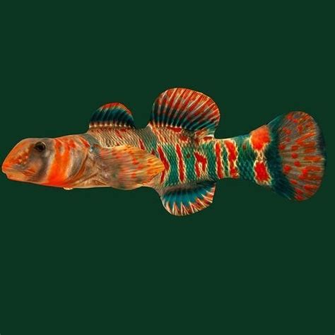 3D model Candy Darter Fish VR / AR / low-poly | CGTrader