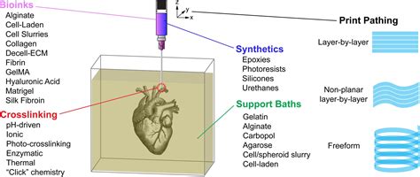 Fresh 3D-Printing Platform: Advanced Tissue Fabrication Paves Way for ...