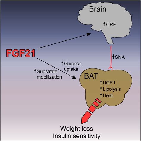 FGF21 Acts Centrally to Induce Sympathetic Nerve Activity, Energy Expenditure, and Weight Loss ...