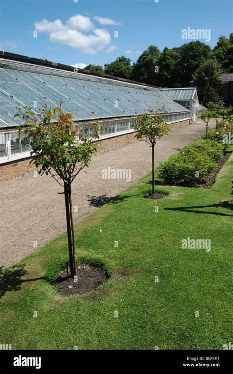 Rose garden in front of greenhouse at Croxteth Hall Gardens Stock Photo ...