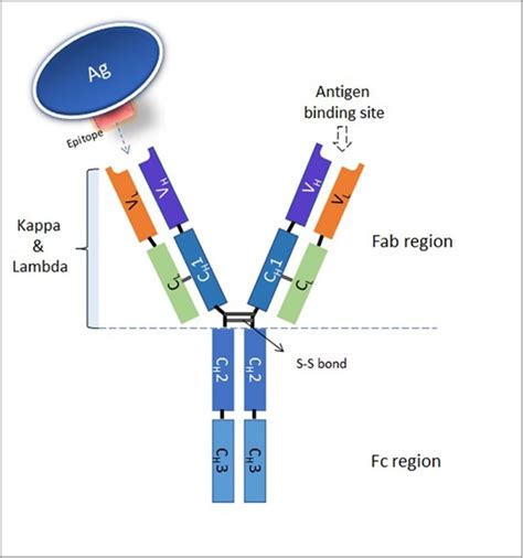 Presentation of Neutralizing Antibodies in Single- or Pooled ...