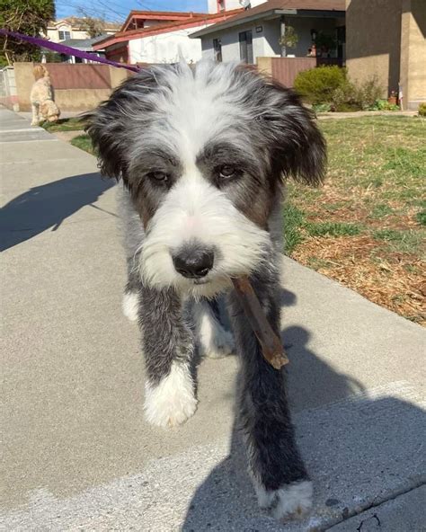 13 Unique Old English Sheepdog Mixes (With Pictures)