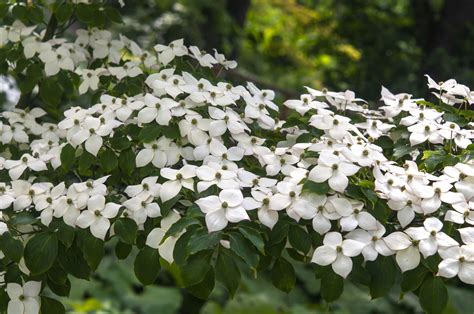 12 Beautiful Dogwood Trees and Shrubs | Dogwood trees, Dogwood tree landscaping, Kousa dogwood tree