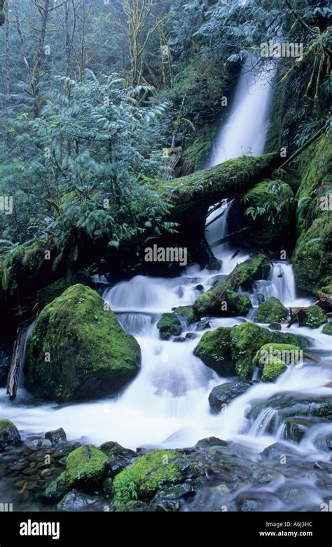 Waterfall on Olympic Peninsula, Washington State, USA Stock Photo - Alamy