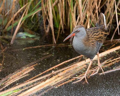 Water Rail - BirdWatch Ireland