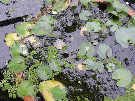 The Guide to Native and Invasive Aquatic Plants and Weeds