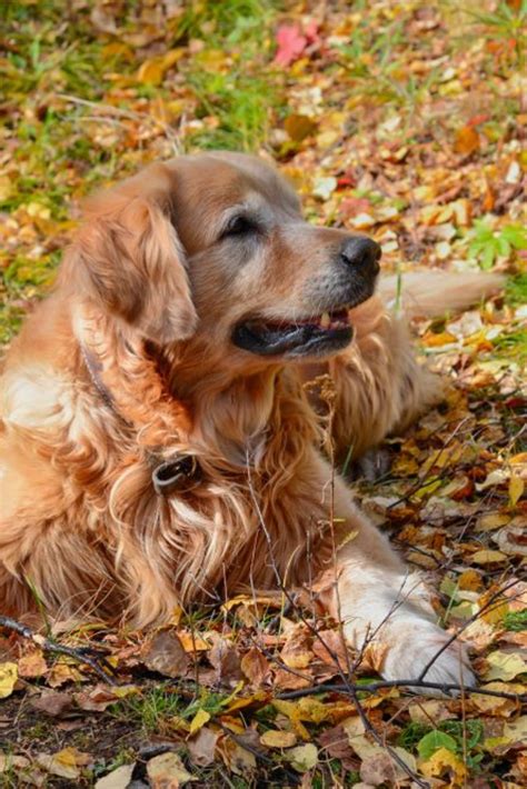 Golden retriever dog lying on autumn leaves #goldenretriever | Golden retriever, Dogs golden ...