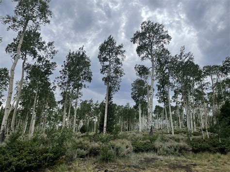 Pando the Tree - Pando Populus